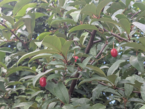 冷凍☆グミの実☆グミの木の実☆30個入り🍒 冷凍便にてのお届けになります🍒栄養価の高い和製スーパーフード、グミの実🍒 （※そのまま食べれますが渋みがありますので気になる方は果実酒やジャム等に）