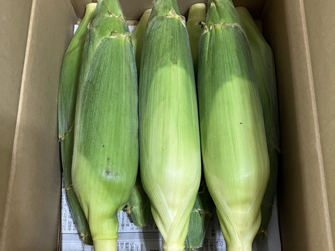 【農薬・化学肥料 不使用】メロンより甘い糖度18度以上！ 生で食べられるあま～いフルーツコーン(2.5kg)