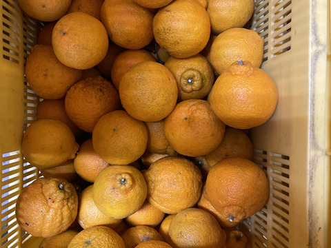 和歌山産　不知火　家庭用　約9kg