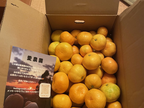 ありがとうSALE！食べ過ぎ注意！山畑の有田みかん 5kg