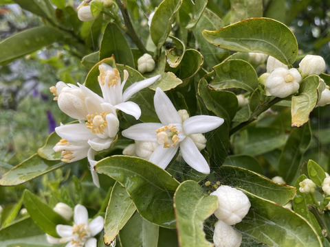 【ジャム用】香り満点！伊予柑の皮（冷凍・1kg）