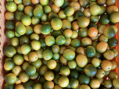 約3kg 金柑　きんかん　キンカン　自然栽培