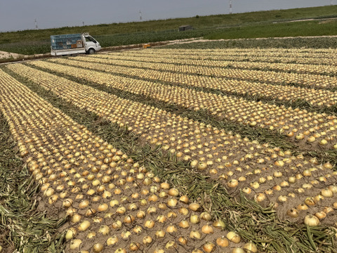 サラダで焼きで！あなた史上『1番美味しい玉ねぎ』になりたい【オニまる】約5キロ入