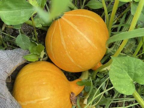 しっとり♪伝統野菜！打木赤皮甘栗かぼちゃ2個入