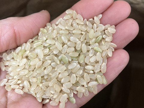 【新米】令和7年度★★こだわり抜いて育てた有機米　”木魂米”（きぬむすめ玄米2キロ）