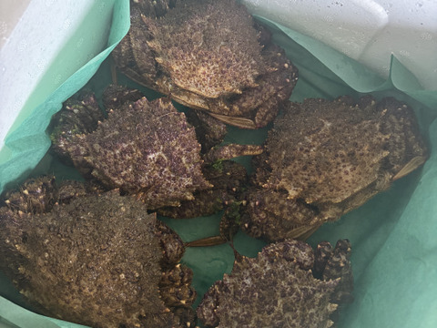 春が旬🌸陸奥湾産活トゲクリガニ【1kg】