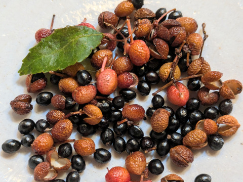 赤山椒の赤い実　黒い種多め　農薬一切不使用　天然栽培