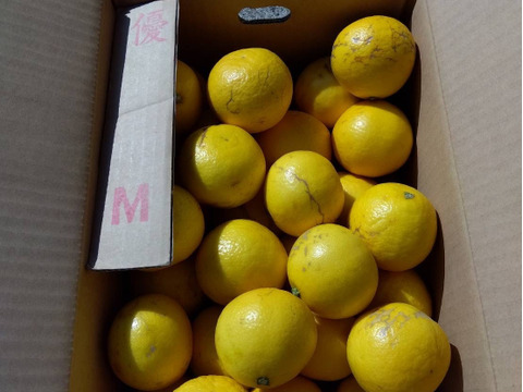 【完熟！季節の柑橘】ニューサマーオレンジ（日向夏）Mサイズ・5kg