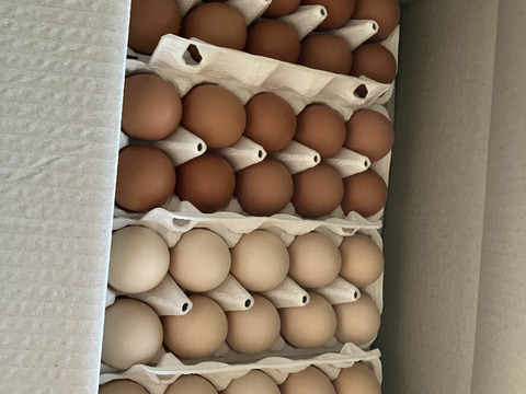 純国産鶏種「もみじ」18個、「さくら」18個（各10個入れ2パック、各2個割れ保障）