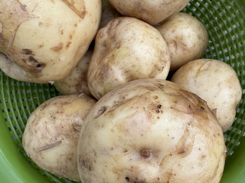 【福袋2025】農薬・化学肥料不使用 新じゃが 男爵 だんしゃく　ごろごろめいっぱい箱いっぱいにお入れしてお届け致します。7月上旬からご予約順に順次収穫して発送致します