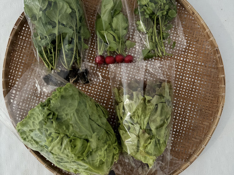 【年末年始は豪華に時短‼️】サラダセット4〜5種類入り🌱年越しはこれで😊