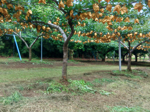 鳥取の！二十世紀梨 × 2箱【送料が1箱分お得です】