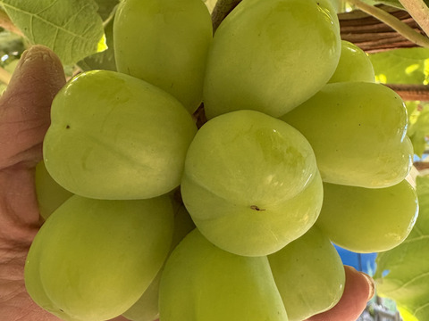 ブドウの宝石箱　 COLORS 『THE GIFT 』カラーズ ザ ギフト  ５種食べ比べ 550g×1P　朝採り新鮮！夏の終わりのブドウ祭り 只今２０％増量サービス中！！