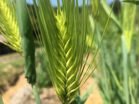 新茶【三重県 熊野産】　化学農薬化学肥料不使用栽培　稲架がけ天日干し 六条麦茶（250g×2個）セット