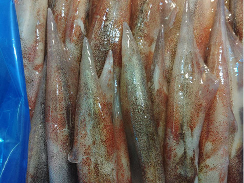 【墨袋除去済み】青森県産ヤリイカ500g×2｜真空冷凍・家庭用