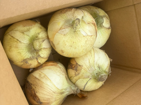 サラダで焼きで！あなた史上『1番美味しい玉ねぎ』になりたい【オニまる】約5キロ入