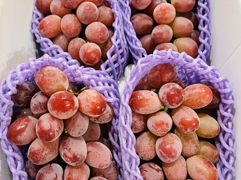 【贈答用】 クイーンルージュ®︎  約２kg前後 【長野県限定品種】