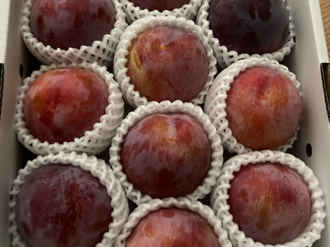 貴陽　すももの王様　山形産