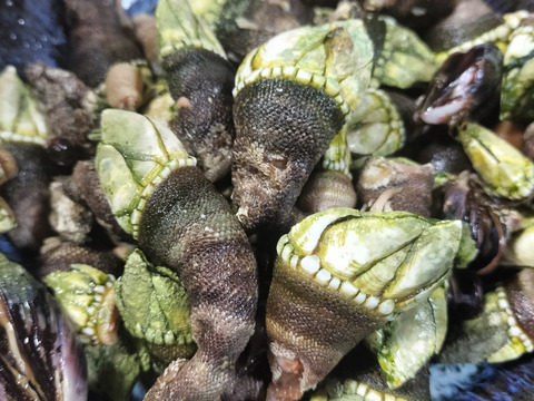 【磯の珍味】ぷりぷりっカメノテ！（約120g入り×5袋）