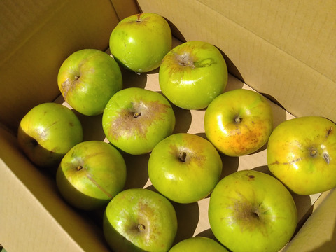 【２箱限定】クッキングアップル「ブラムリー」超貴重な超低農薬りんご！！（12玉）