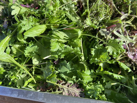 【北海道朝採りやわらか】TechFarm手摘みベビーリーフ 50g×4袋（冷蔵）