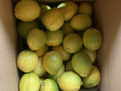 【国産レモン】見た目もびっくり果実たっぷり　りのかレモン5キロ