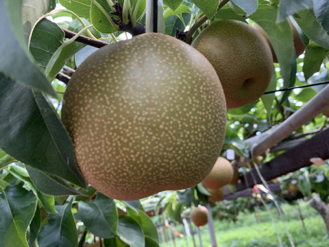 【期間限定】【豊水】我夢舎羅村　5キロ