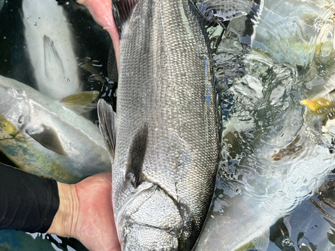 【獲れたら発送】魚介類鮮魚BOX