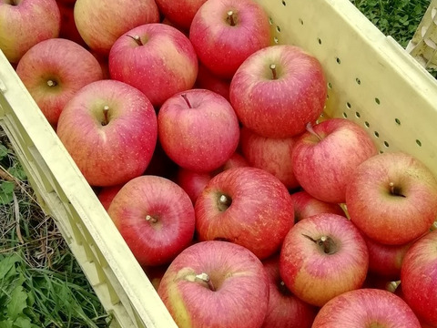 サンふじ　5キロ家庭用　葉とらず【小玉りんご】平均糖度15.5度・こだわりのミニミニりんご