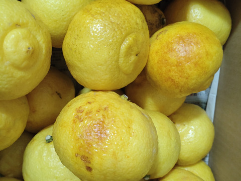 【訳あり】広島県産　はるか‼️　大玉サイズばかり　9.5kg(箱込み)