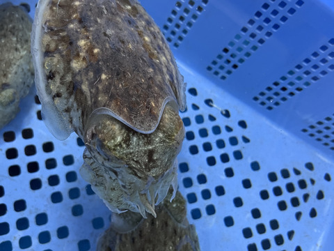 水イカ2kg！モンゴイカ1kgセット🦑