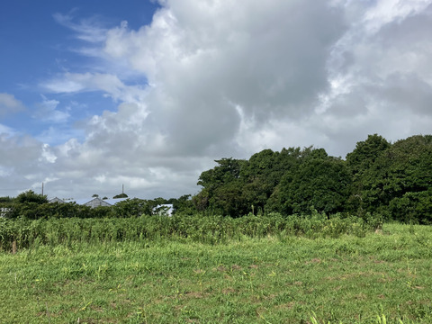 千葉県産　旨みたっぷり濃厚味噌！530g　マルカワ味噌有機白米麹　使用