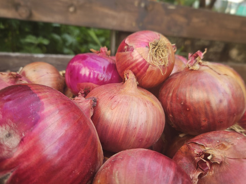 サラダなどの彩りに紫玉ねぎ　10kg（2S～Mサイズ）