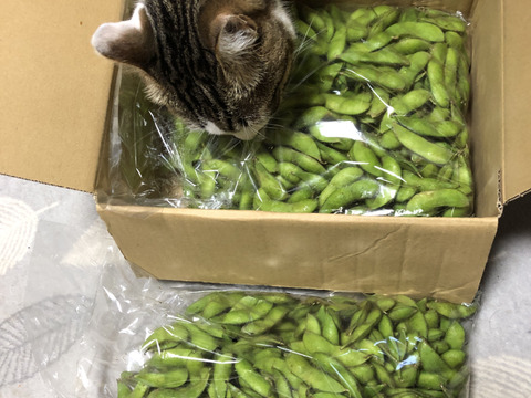 だだちゃ豆 規格外品 2kg 山形県 鶴岡市 特産 枝豆の王様 量り売り 季節限定品 お取り寄せグルメ おつまみ 夏の風物詩 うまい！