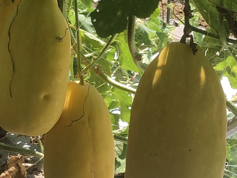 さっぱりした甘さ　昭和のメロン　マクワウリ　(キンショーメロン)　3㎏前後/3個　  農薬不使用　化学肥料・除草剤不使用