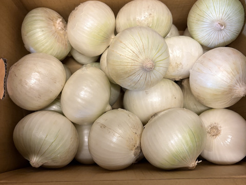 最終です≪希少品種!≫真っ白な白たまねぎ ５kg　特別栽培　ひょうご安心ブランド認証取得