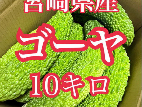 野菜　新鮮ゴーヤ　10キロ
