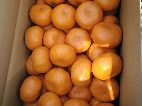 三ヶ日青島みかん　箱入り娘　約5kg