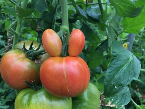 【完熟】樹上完熟！嘉穂トマト2kg