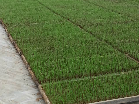 もちプチ！香ばし玄米餅 (1包)