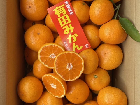 2024年みかんシーズン到来！訳あり極早生みかん約３kg