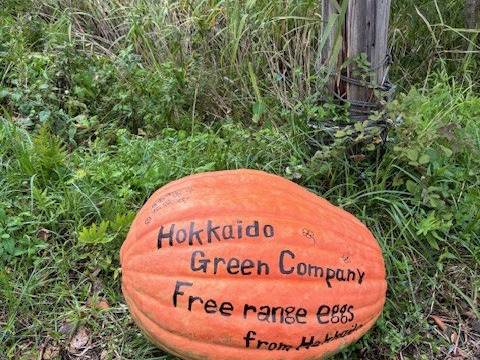 訳あり平飼い卵30個(たまごトレー)