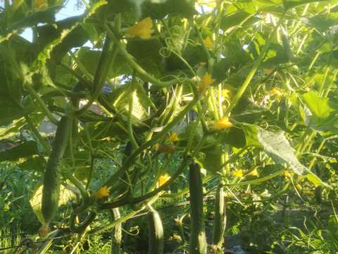 山育ち 自然のまんまのパリパリきゅうり【山梨県北杜市産】3kg