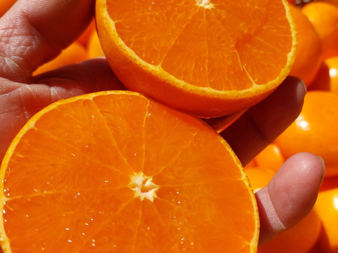 みかん畑セット【食べ比べ】3.3kg（箱込）