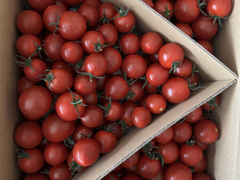 食べ出したら止まらない※糖度９度以上※おいし～甘～いフルティカ※2kg※トマ糖※