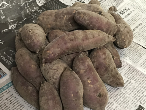 2024年【べにはるか】北海道産さつまいも 4.5kg：北海道産のべに