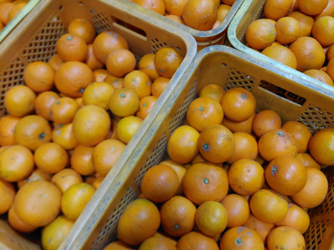 きよみオレンジ『小玉サイズ』5kg（箱込）80