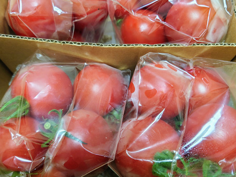信州～中玉トマト～1.6㎏１日５名様限定！