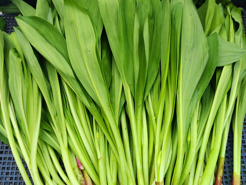 【完売ありがとうございました】行者にんにく500g　「やわらか若葉」幻の山菜