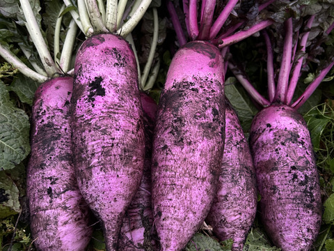 【農薬・化学肥料不使用】自然農法で育った紫大根　5本パック